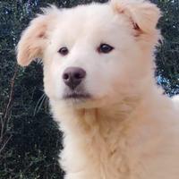 Minerva cucciola 4 mesi