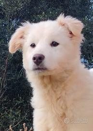 Minerva cucciola 4 mesi