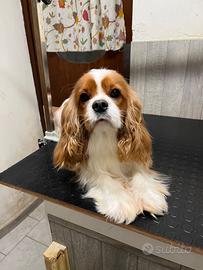 Cavalier King maschio blenheim