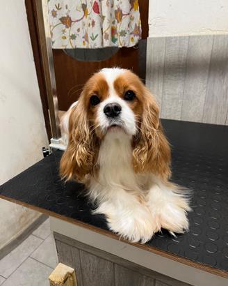 Cavalier King maschio blenheim