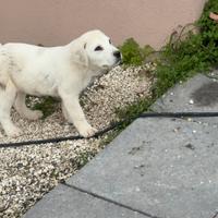 Pastore dell'Asia centrale