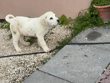 Pastore dell'Asia centrale