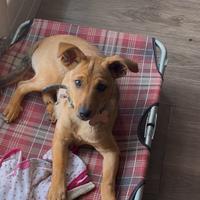Cagnolina meticcio di 4 mesi