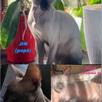 Sphynx gatti nudi