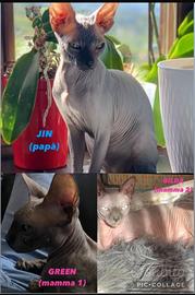 Sphynx gatti nudi