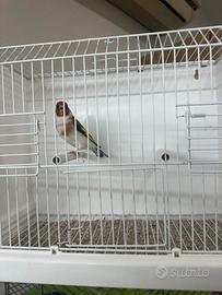 Cardellino mayor acianico(favato)