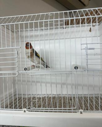 Cardellino mayor acianico(favato)