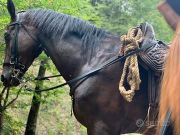 Cavallo Anam M Cupido