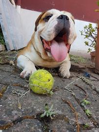Per monta bulldog inglese