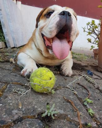Per monta bulldog inglese