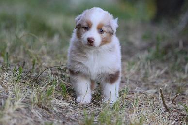 Cuccioli Pastore Australiano
