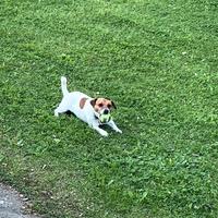 Vorrei far accoppiare il mio Jack Russell