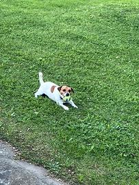 Vorrei far accoppiare il mio Jack Russell