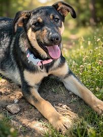Cagnolina mix pastore tedesco