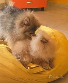 Femmina pomerania toy, mini spitz tedeschi nano