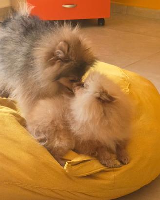 Femmina pomerania toy, mini spitz tedeschi nano