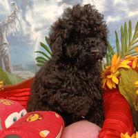 Sono Disponibili Barboncini Nero Black