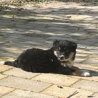 Cucciolo Border Collie