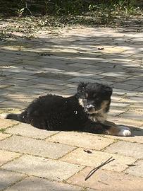 Cucciolo Border Collie