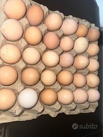 Uova casarecce 0,50