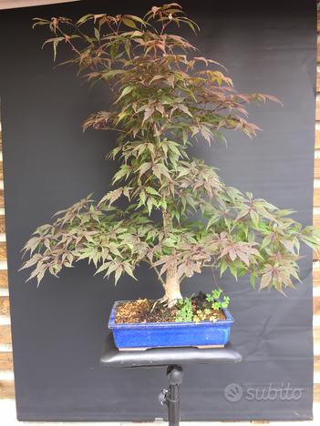 Prebonsai bonsai acero giapponese usato  Milano