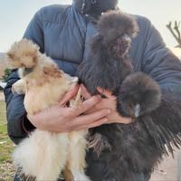 Galline e galli moroseta