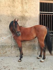 Cavalla ispano araba