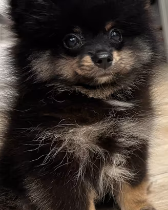 Cuccioli di volpino Mini toy