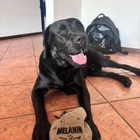 Labrador nero disponibile per monta