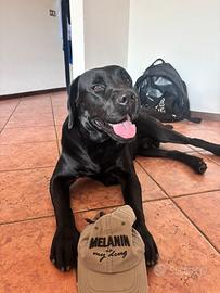 Labrador nero disponibile per monta