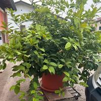 Pianta di limone