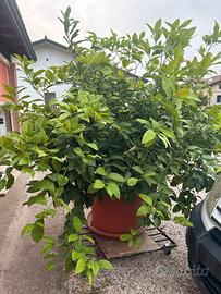 Pianta di limone