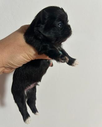 Chihuahua nero pelo lungo