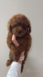 Barboncina toy Femmina con Pedigree Enci