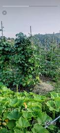 Terreno agricolo