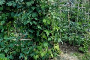 Terreno agricolo