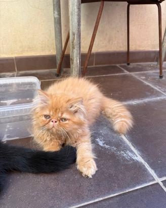 Gatto Persiano rosso a pelo lungo