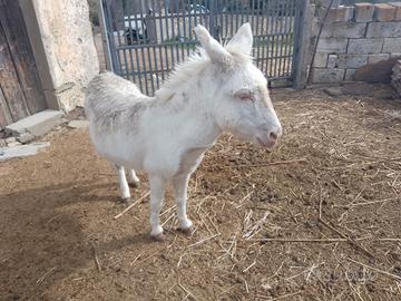 Asino bianco dell' Asinara