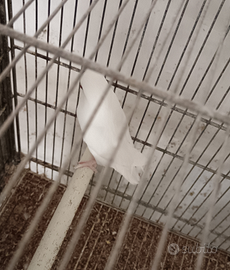 Pappagalli inseparabili