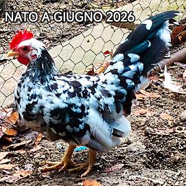 Splendidi Galli e Pulcinotti ornamentali Chabo