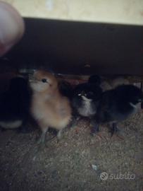 Pulcini MARANS e olive egger