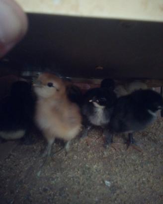Pulcini MARANS e olive egger