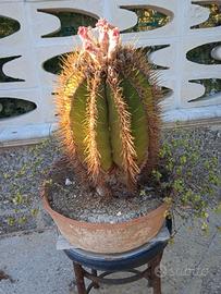 Cactus astrophytim pianta di più di  10 anni