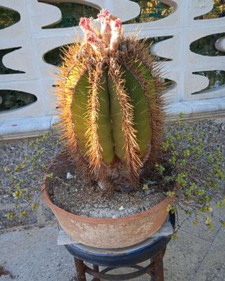 Cactus astrophytim pianta di più di  10 anni