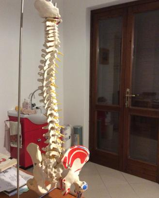 Modelli: colonna vertebrale- cranio- piede