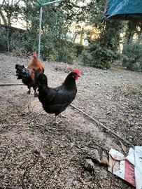 Galline ovaiole e pulcini