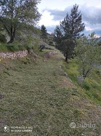 Realizzarsi giardinaggio pulizia potatura giardini