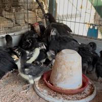 Pulcinotti Marans Araucana olive