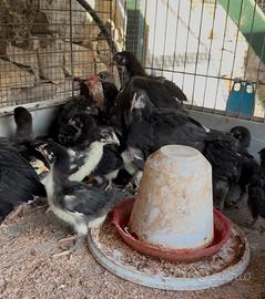 Pulcinotti Marans Araucana olive