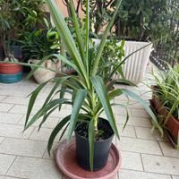 Yucca 75 cm